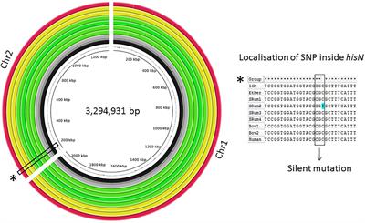 Comparative Genomics and in vitro Infection of Field Clonal Isolates of Brucella melitensis Biovar 3 Did Not Identify Signature of Host Adaptation